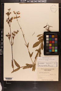 Penstemon laevigatus image