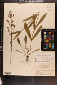 Penstemon laevigatus image