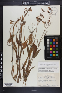 Penstemon laevigatus image