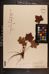 Heuchera villosa image