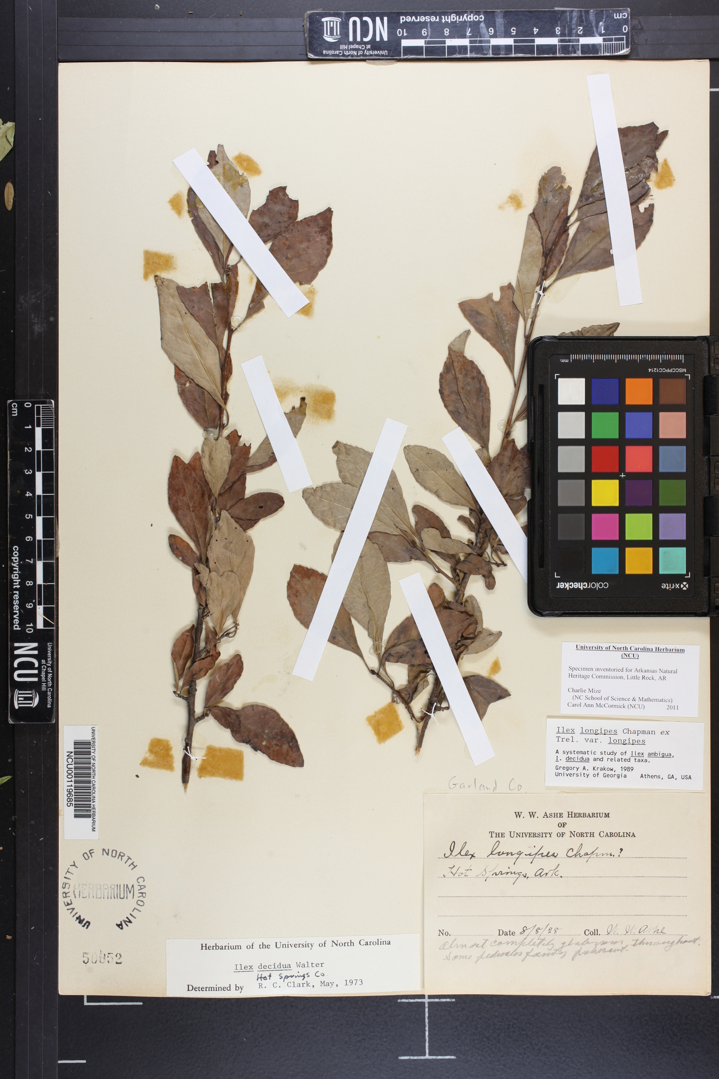 Ilex longipes var. longipes image