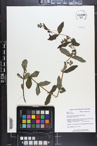 Hypericum mitchellianum image