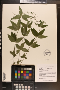 Galium lanceolatum image