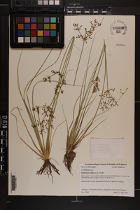 Fimbristylis miliacea image