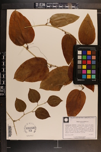 Smilax walteri image