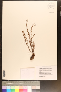 Epifagus virginiana image