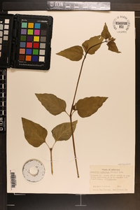 Mirabilis nyctaginea image