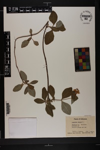 Lonicera dioica image