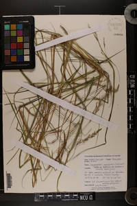 Calamagrostis canadensis var. canadensis image