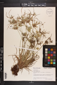 Cyperus compressus image