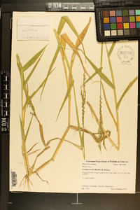 Urochloa texana image