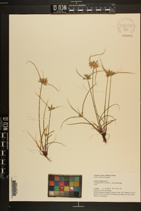 Cyperus compressus image