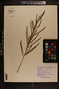 Spartina cynosuroides image