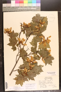 Acer leucoderme image