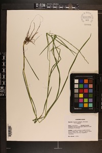 Glyceria melicaria image