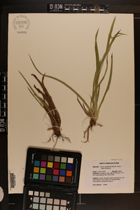 Carex cumberlandensis image