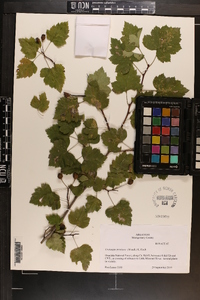 Crataegus pruinosa var. rugosa image