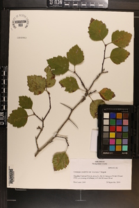 Crataegus padifolia var. incarnata image