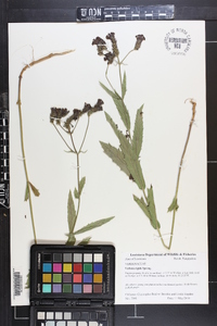 Verbena rigida image