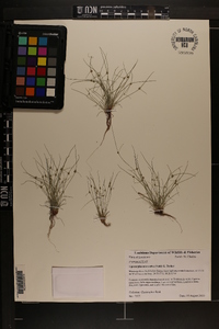 Cyperus subsquarrosus image