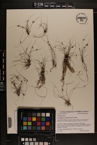 Cyperus subsquarrosus image