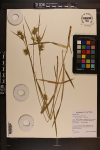 Carex lonchocarpa image