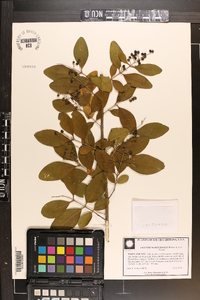 Ligustrum obtusifolium image