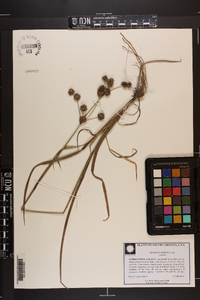 Juncus validus image