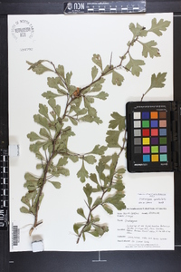 Crataegus spathulata image