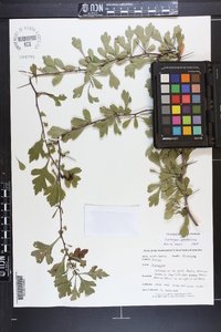 Crataegus spathulata image