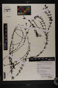 Hydrilla verticillata image