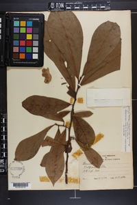 Asimina parviflora image