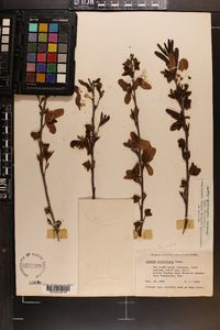 Asimina reticulata image