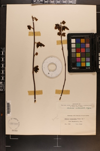 Asimina reticulata image