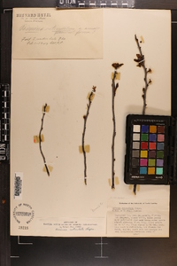 Asimina reticulata image