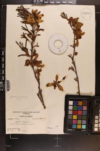 Asimina reticulata image