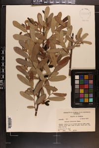 Asimina reticulata image