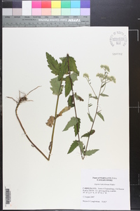 Eupatorium pilosum image