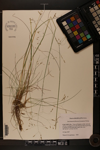 Deschampsia flexuosa image