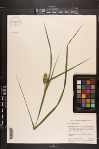 Carex typhina image