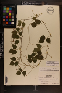 Phaseolus polystachios image