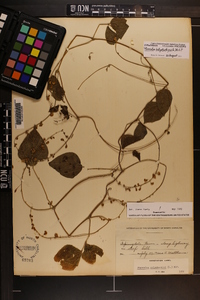 Phaseolus polystachios image