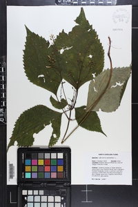 Collinsonia canadensis image