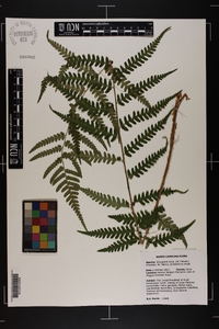 Dryopteris celsa image