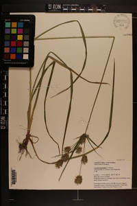 Cyperus retrofractus image