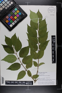 Lonicera maackii image