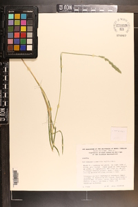 Muhlenbergia glomerata image