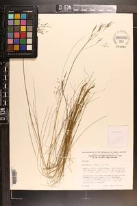 Deschampsia flexuosa image