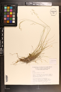 Deschampsia flexuosa image