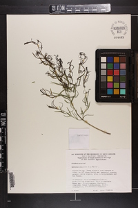 Agalinis purpurea image
